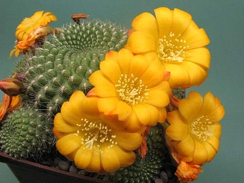 Rrebutia marsoneri Rigum FG (2048 відвідувань) Rrebutia marsoneri Rigum FG