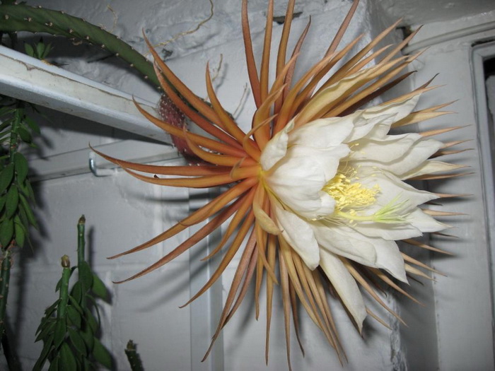Selenicereus grandiflorus Pl FG (2562 відвідувань) Selenicereus grandiflorus Pl FG
