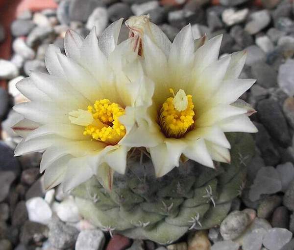 strombocactus disciformis Ru FG (2369 відвідувань) strombocactus disciformis Ru FG