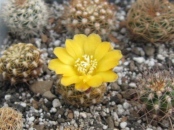 Sulcorebutia krahnii HS 33 (1759 відвідувань) Sulcorebutia krahnii HS 33