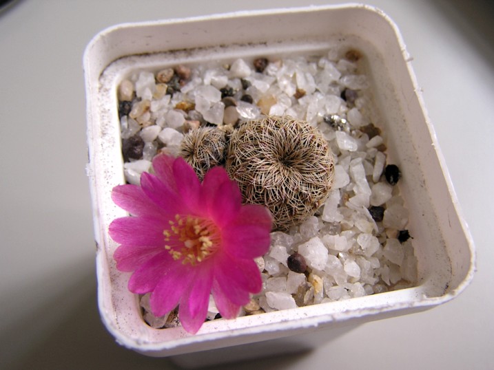 Sulcorebutia mizquensis 1 (1953 відвідувань) Sulcorebutia mizquensis 1