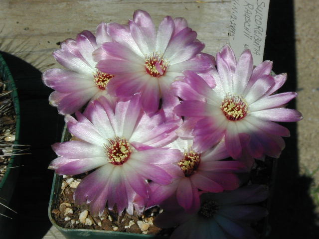 Sulcorebutia rauschii wh fl (2058 відвідувань) Sulcorebutia rauschii wh fl