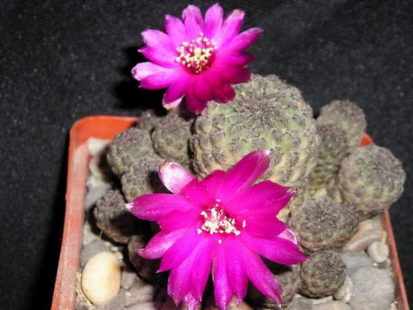 Sulcorebutia raushii KasuIN FG (1815 відвідувань) Sulcorebutia raushii KasuIN FG