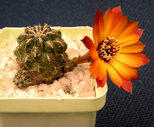 Sulcorebutia tarabuca (1894 відвідувань) Sulcorebutia tarabuca