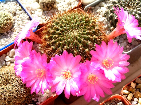 Sulcorebutia tiraquensis aguilarii hs220 (1845 відвідувань) Sulcorebutia tiraquensis aguilarii hs220