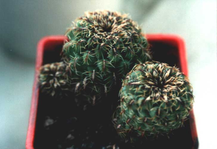 Sulcorebutia sp. Butuis (2729 відвідувань) Фото Юрия Пикуля (Киев). Растение Александра и Сергея Ч�... Sulcorebutia sp. Butuis