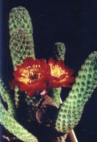 Sulcorebutia callecallensis (2698 відвідувань) Фото и растение Арлена Александровича Буренкова (Киев)... Sulcorebutia callecallensis