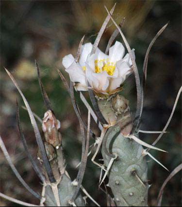 Tephrocactus articulatus Zhyvot (2184 відвідувань) Tephrocactus articulatus Zhyvot