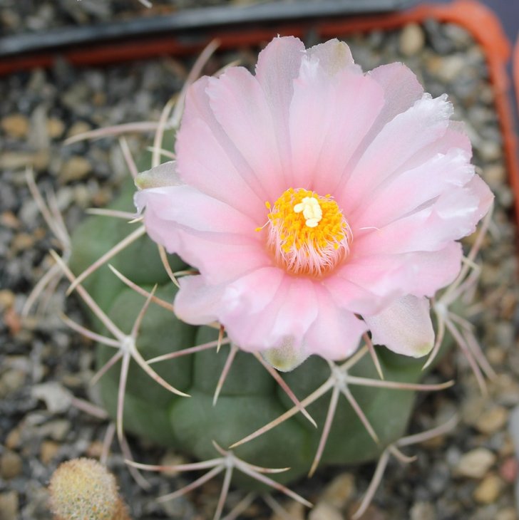 Thelocactus hexaedrophorus Sob (2280 відвідувань) Thelocactus hexaedrophorus Sob