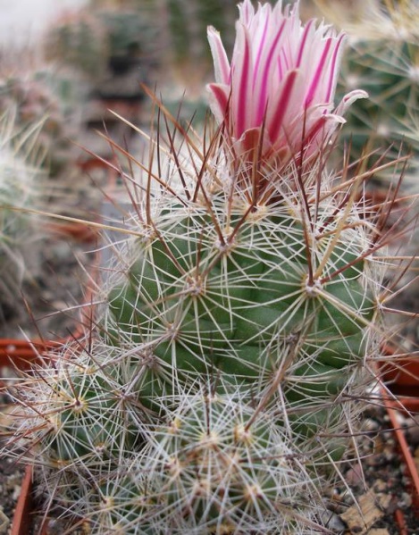 Thelocactus lausseri (3049 відвідувань) Фото и растение Ивановой Елены (Киев) Thelocactus lausseri