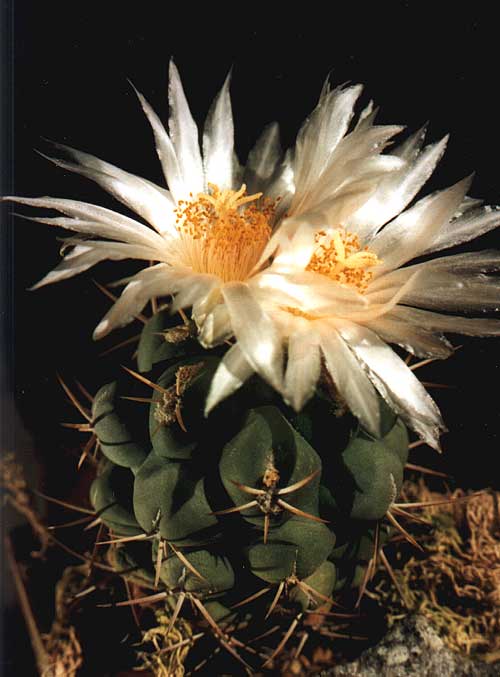 Thelocactus lophothelе (2880 відвідувань) Фото и растение Арлена Александровича Буренкова (Киев... Thelocactus lophothelе