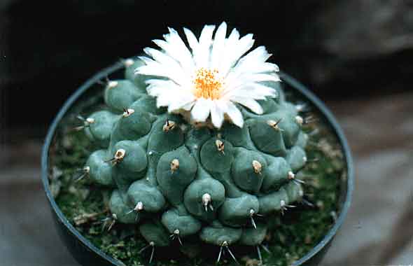 phymatothelos.jpg