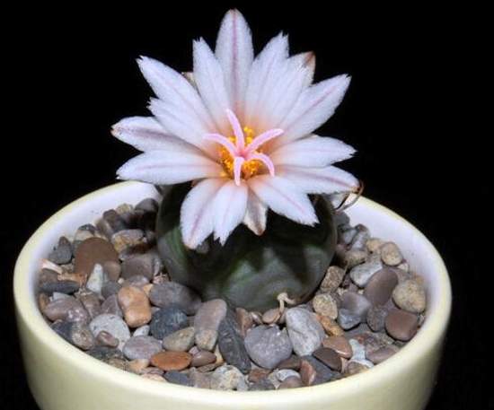 Ph_Turbinicarpus_polaskii_VitNat.jpg