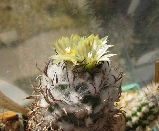 Turbinicarpus flaviflorus FG Galin (1843 відвідувань) Turbinicarpus flaviflorus FG Galin