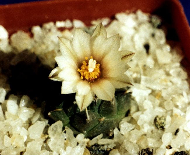 Turbinicarpus_klinkerianus.jpg
