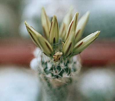 Turbinicarpus krainzianus v minimus (1728 відвідувань) Turbinicarpus krainzianus v minimus
