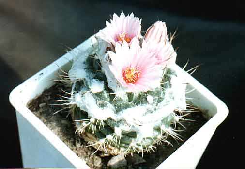 Turbinicarpus_lauii.jpg