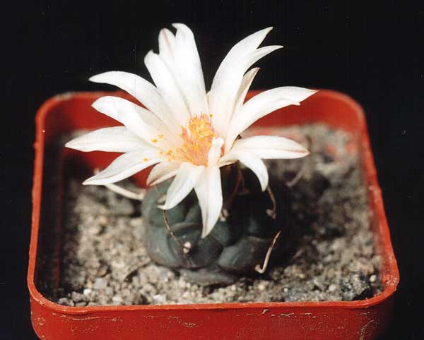 Turbinicarpus_longispinus.jpg