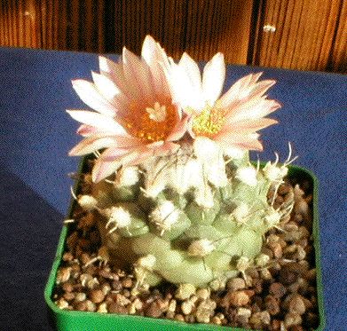Turbinicarpus lophophoroides2 (1725 відвідувань) Turbinicarpus lophophoroides2