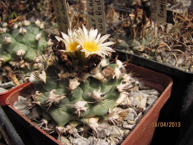 Turbinicarpus_swobodae.JPG