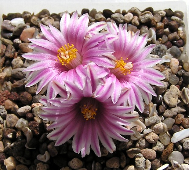 Turbinicarpus_valdezianus_.jpg