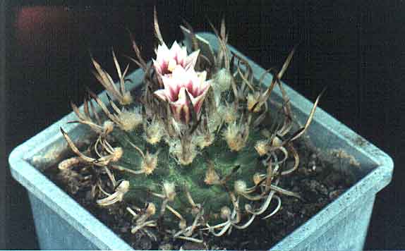 Turbinicarpus schmiedickeanus (2550 відвідувань) Фото и растение Александра и Сергея Червинко (Винница) Turbinicarpus schmiedickeanus