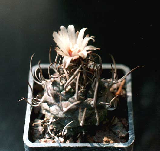 Turbinicarpus schmiedickeanus (2449 відвідувань) Фото и растение Ивановой Елены (Киев) Turbinicarpus schmiedickeanus