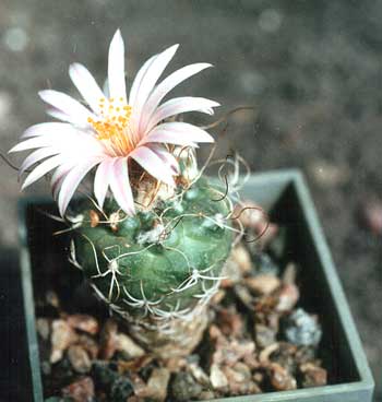 turbinicarpus2.jpg