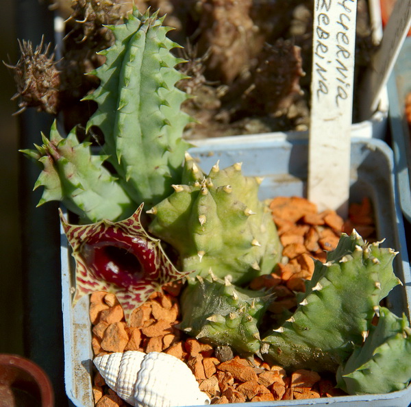 DSC_2478_1.jpg