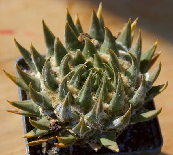 DSC_2508_1.jpg