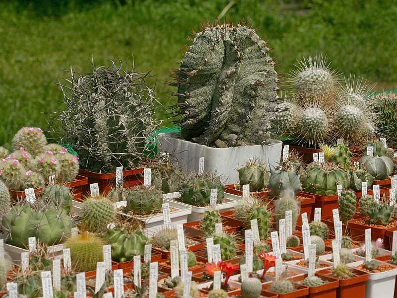 Выставка май 2005 (Киев) (2897 відвідувань) Выставка май 2005 (Киев)
