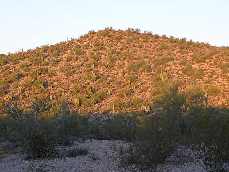 Baja (California) (2608 відвідувань) Фото Стивена Брэка (Steven Brack, Belen, New Mexico)
Baja (California)