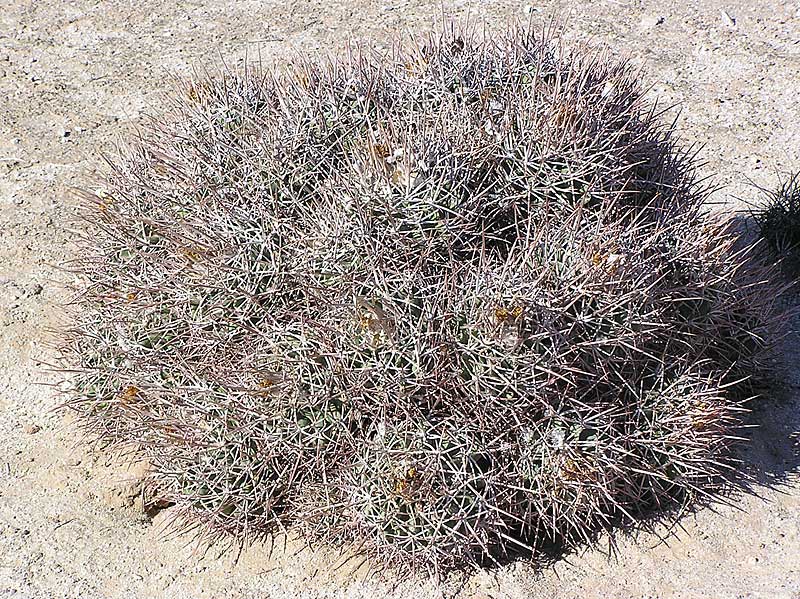 Baja (California) (2293 відвідувань) Фото Стивена Брэка (Steven Brack, Belen, New Mexico) Baja (California)