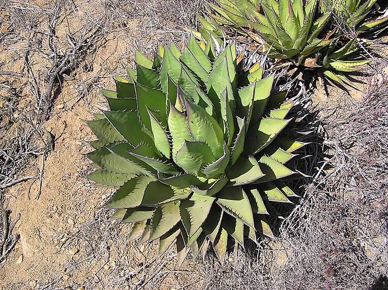 Baja (California) (2378 відвідувань) Фото Стивена Брэка (Steven Brack, Belen, New Mexico)
Baja (California)