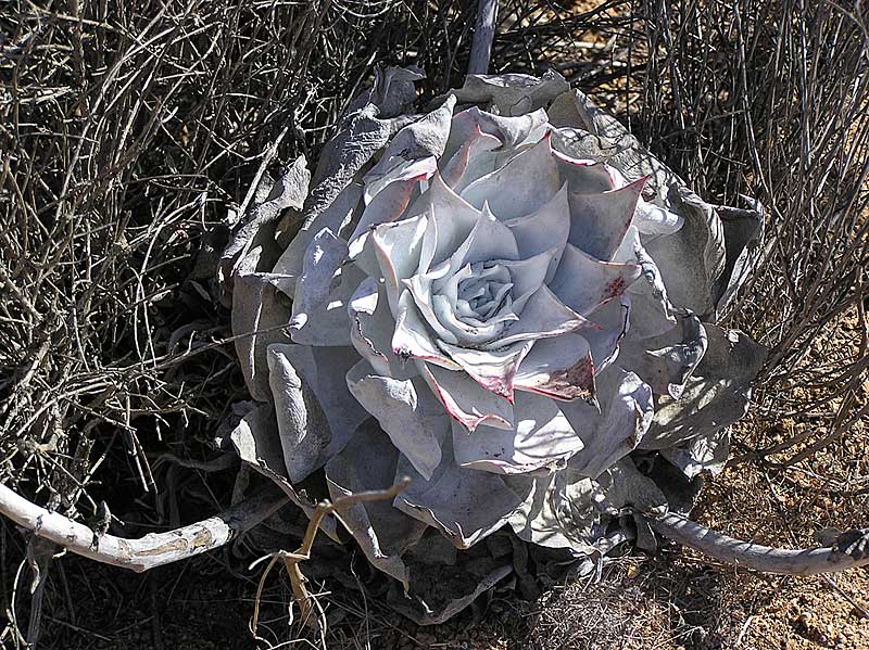 Baja (California) (2202 відвідувань) Фото Стивена Брэка (Steven Brack, Belen, New Mexico)
Baja (California)
