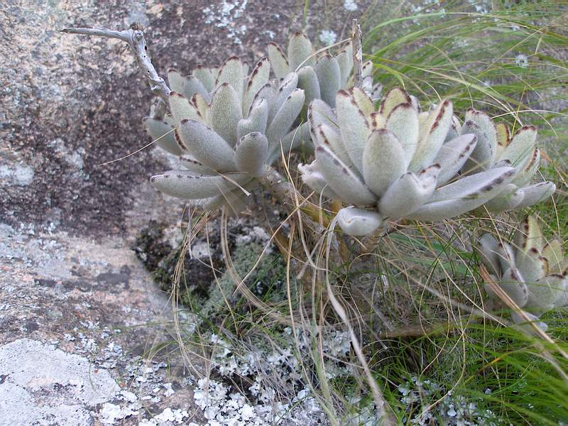 Поездка Сергея Червинко на Мадагаскар зимой 2009