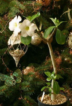 Adenium Suiper Perfume2 (2555 відвідувань) Adenium Suiper Perfume2