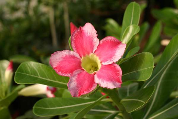 Adenium cv Beauty Cloud (2498 відвідувань) Adenium cv Beauty Cloud