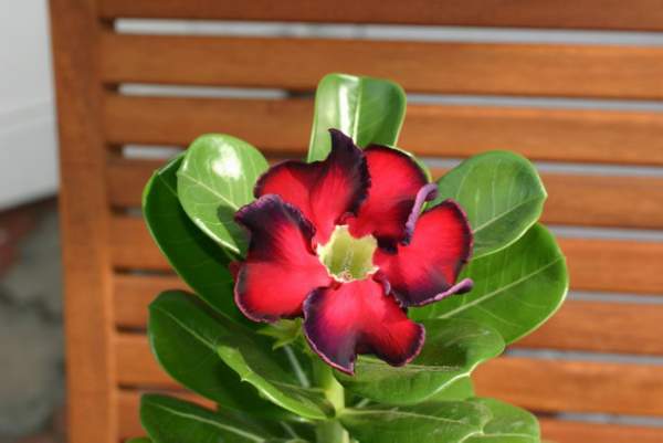 Adenium cv Black Beauty (2404 відвідувань) Adenium cv Black Beauty