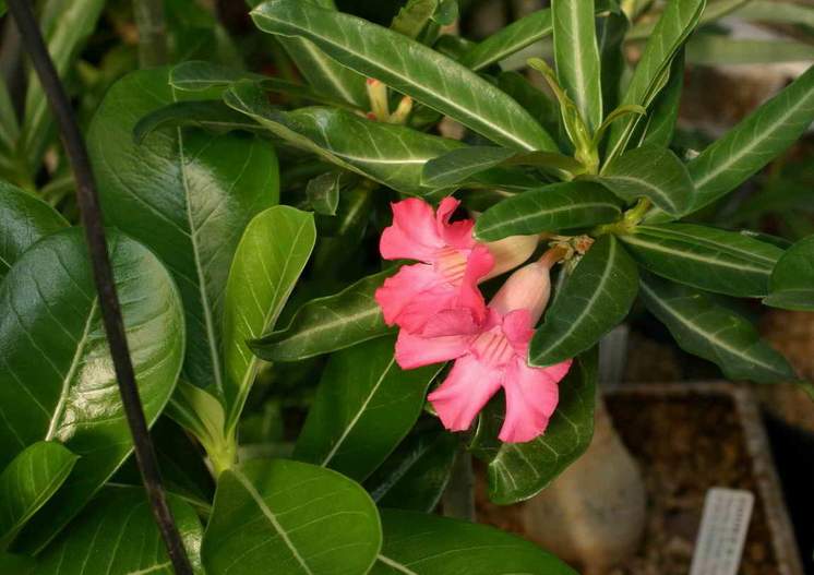 Adenium cv Dance Of Batterfly 1 (2206 відвідувань) Adenium cv Dance Of Batterfly 1