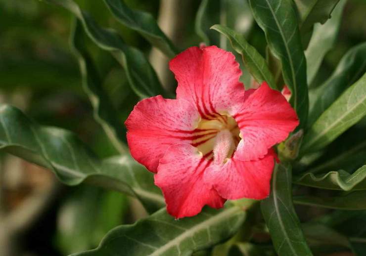 Adenium cv Dance Of Batterfly 3 (2022 відвідувань) Adenium cv Dance Of Batterfly 3
