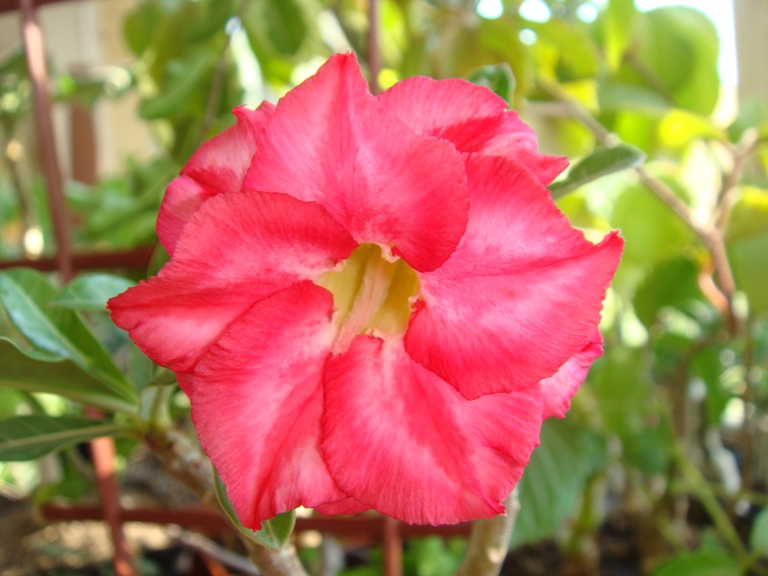 Adenium_cv_Dang_u_Thai.JPG