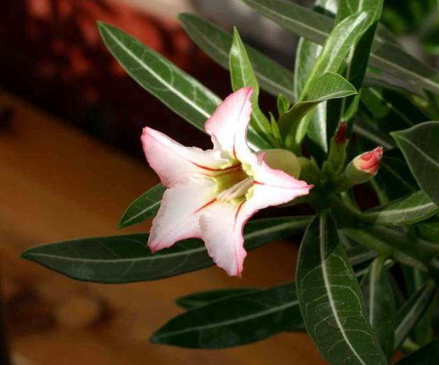Adenium cv Garden Of Falling Star 2 (1769 відвідувань) Adenium cv Garden Of Falling Star 2