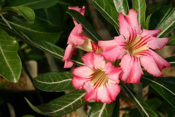 Adenium cv Net Line Star (1774 відвідувань) Adenium cv Net Line Star