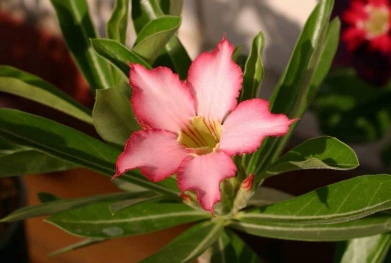 Adenium cv Noble (1823 відвідувань) Adenium cv Noble