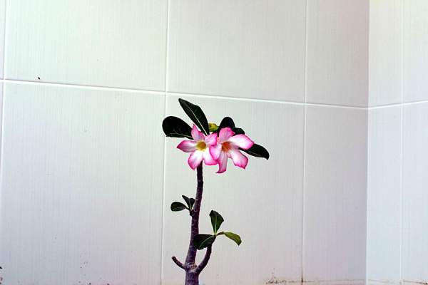 Adenium cv Pink 1 (1812 відвідувань) Adenium cv Pink 1
