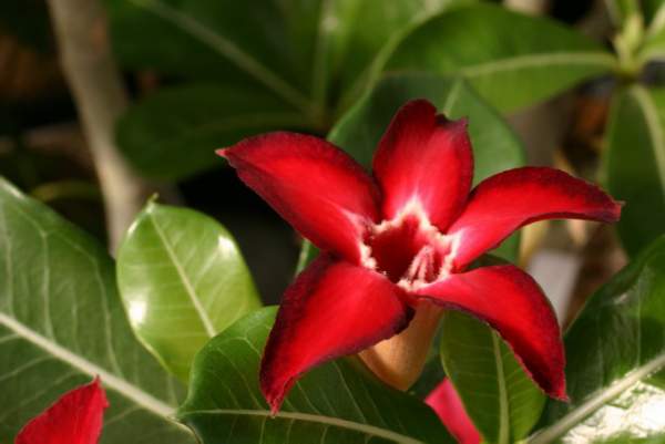 Adenium cv Small Red Plum 1 (1635 відвідувань) Adenium cv Small Red Plum 1