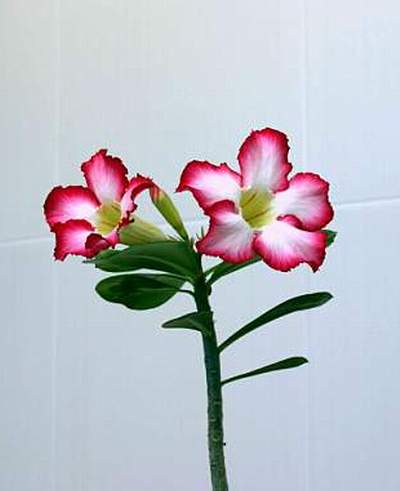 Adenium cv Super Big Chubiness 1 (1760 відвідувань) Adenium cv Super Big Chubiness 1