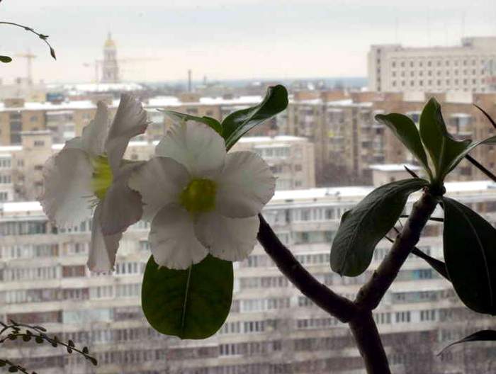 Adenium cv Super Perfume (1838 відвідувань) Adenium cv Super Perfume