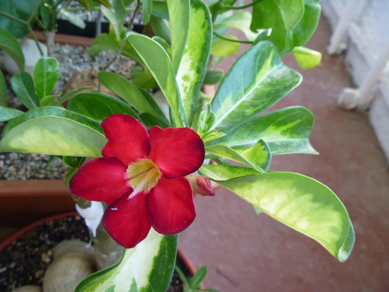 Adenium_obesum_cv_Superba.JPG